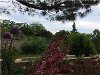 5dd4e662-20160520 leptospermum.jpg